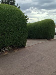 garden maintenance services 05