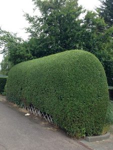 garden maintenance services 06