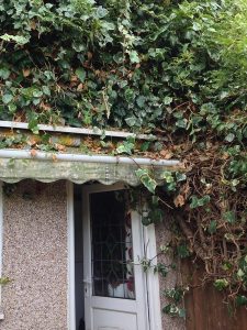garden maintenance services 061